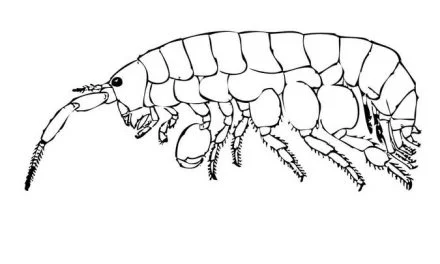 Coloring pages: Shrimp