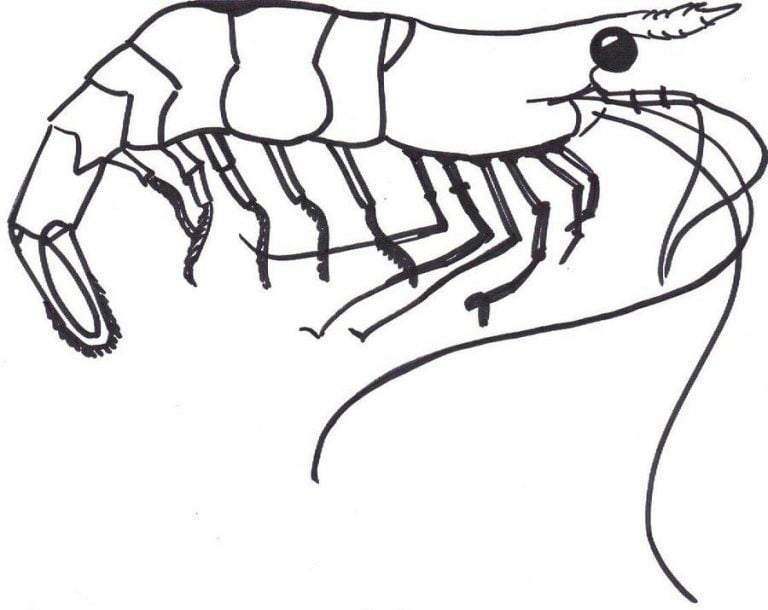 Coloring pages: Shrimp, printable for kids & adults, free