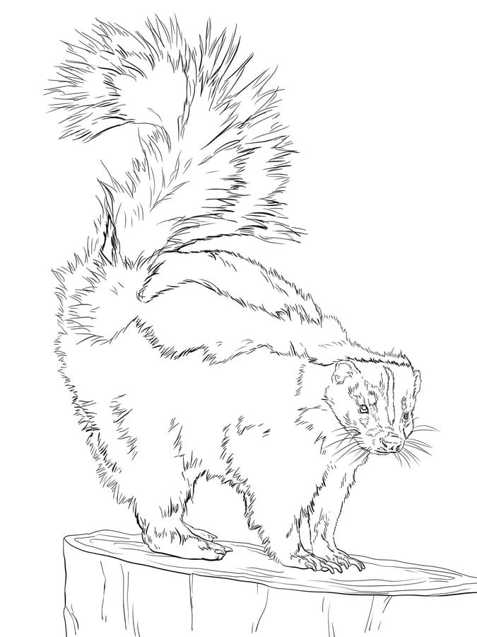 Coloring pages: Skunk