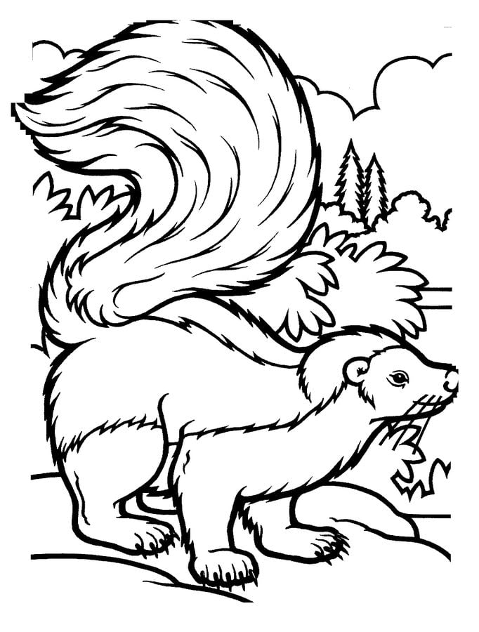 Coloring pages: Skunk