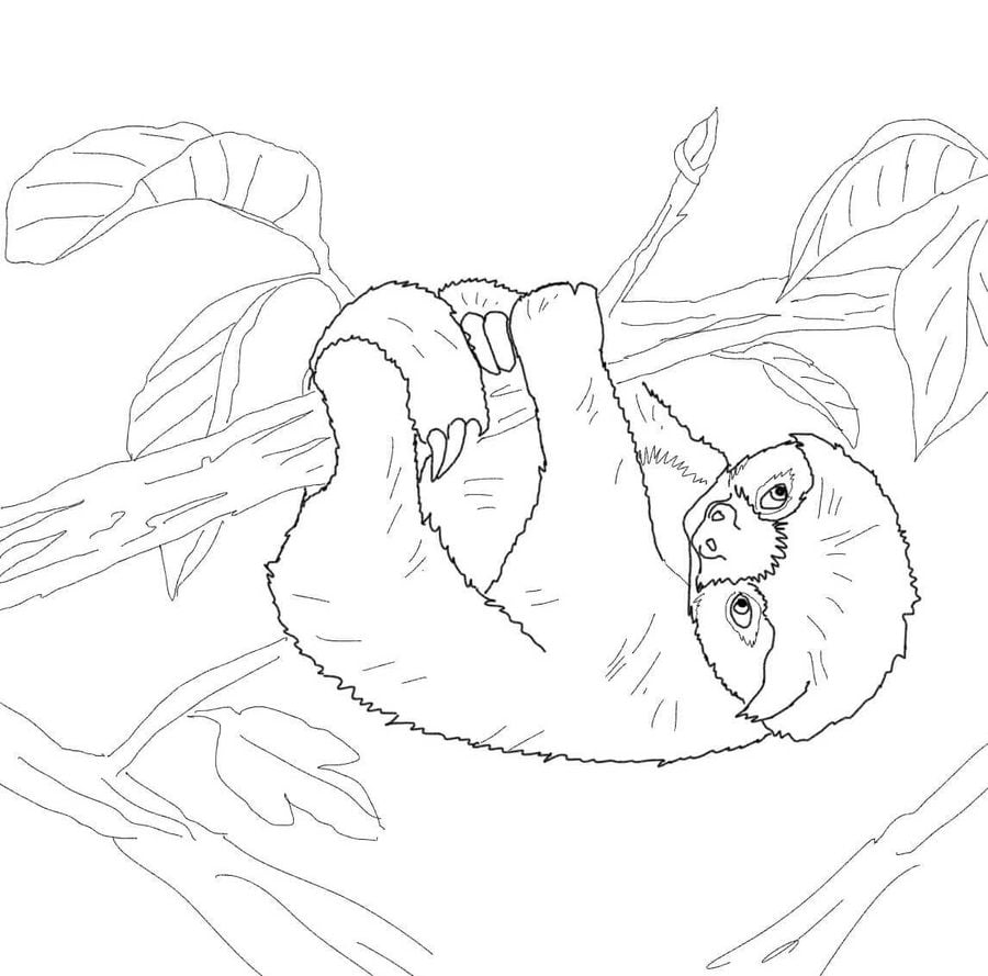 Coloring pages Sloth, printable for kids & adults, free