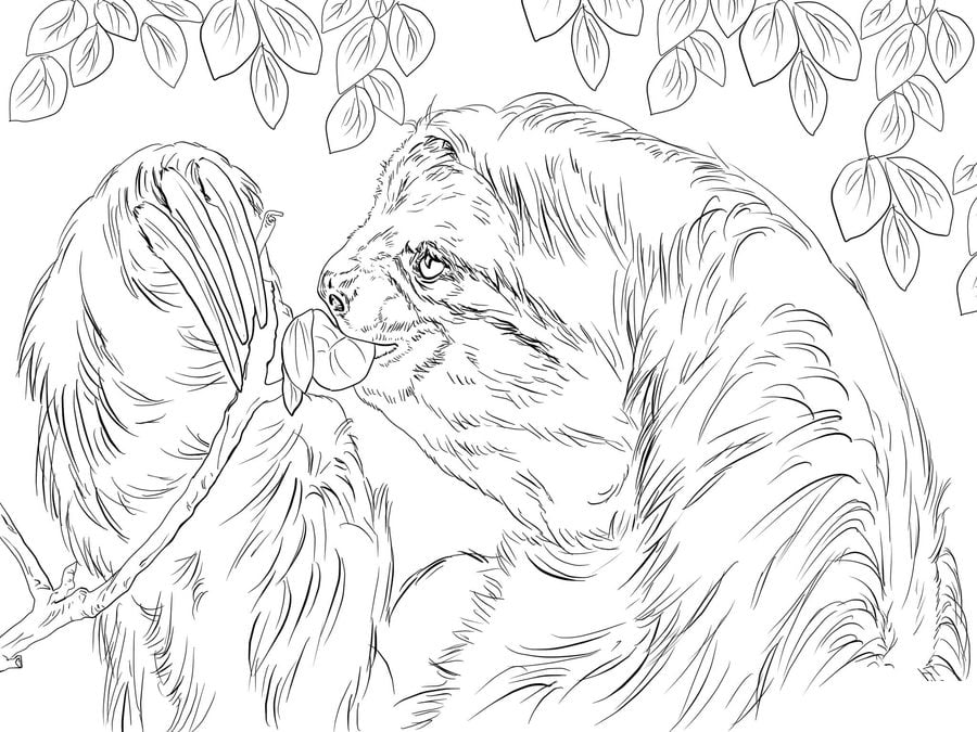 Coloring pages: Sloth