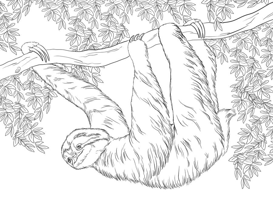 Coloring pages: Sloth