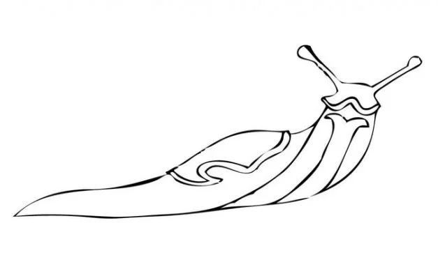 Coloring pages: Slug