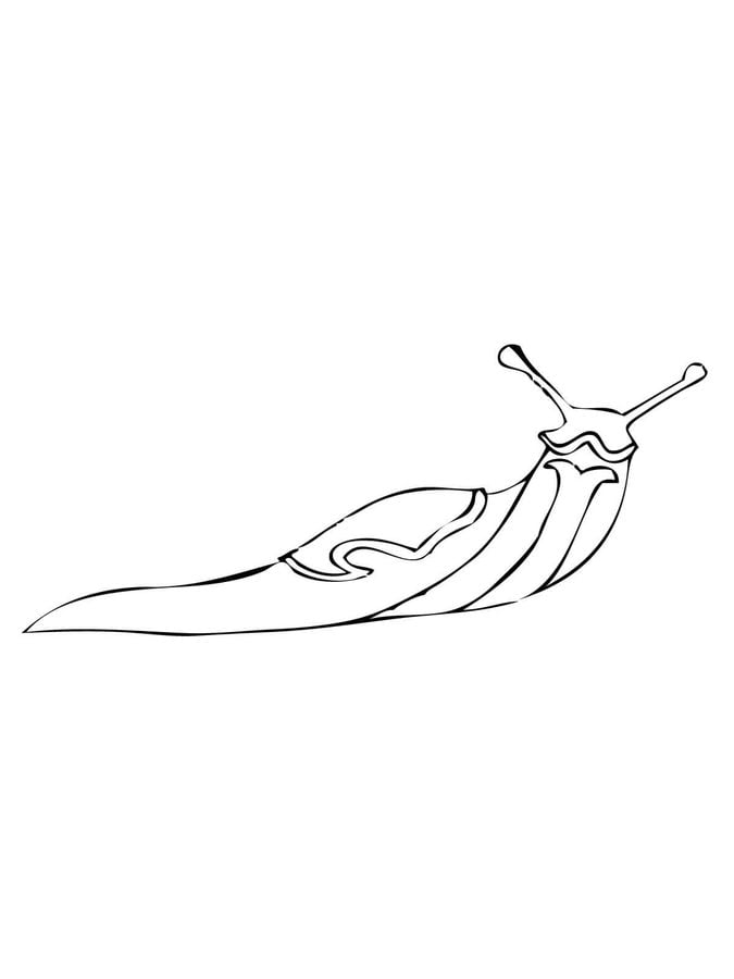 Coloring pages: Slug