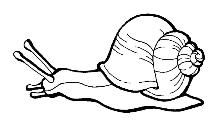 Coloring pages: Snail