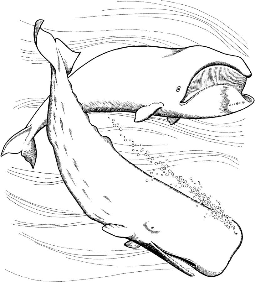 Coloring pages: Sperm Whale