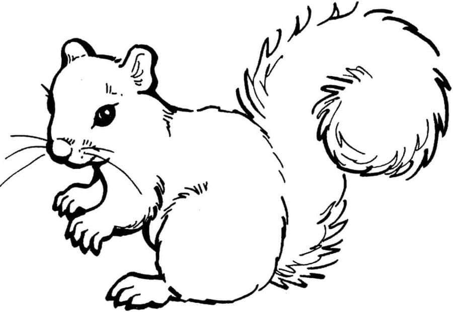 Coloring pages: Squirrel 10