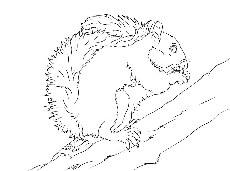 Coloring pages: Squirrel 4