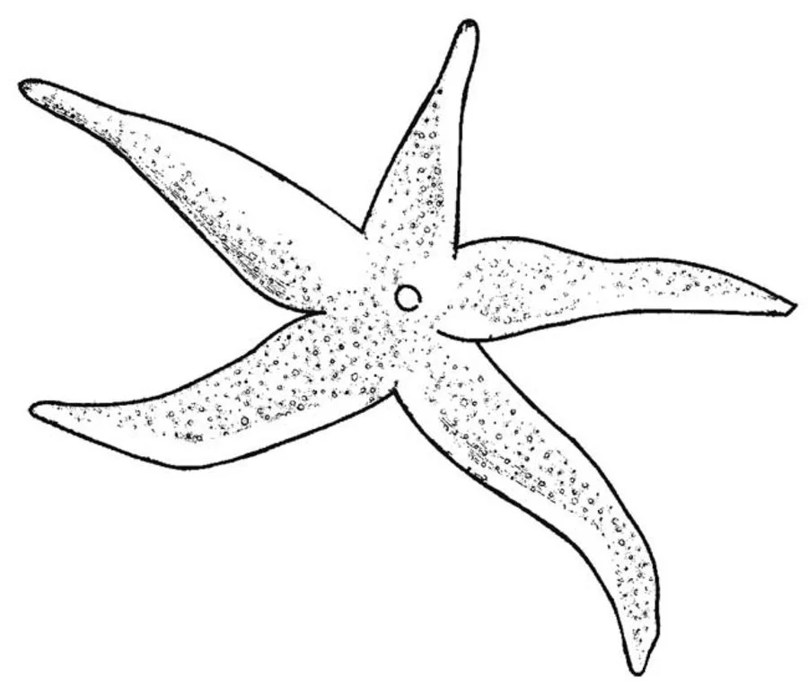 Dibujos para colorear: Estrella de mar 5