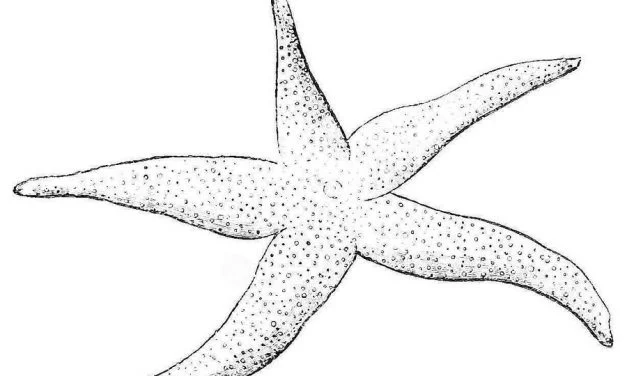 Coloring pages: Starfish