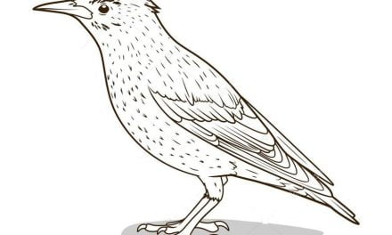 Coloring pages: Starlings
