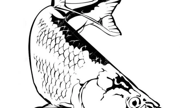 Coloring pages: Tarpon
