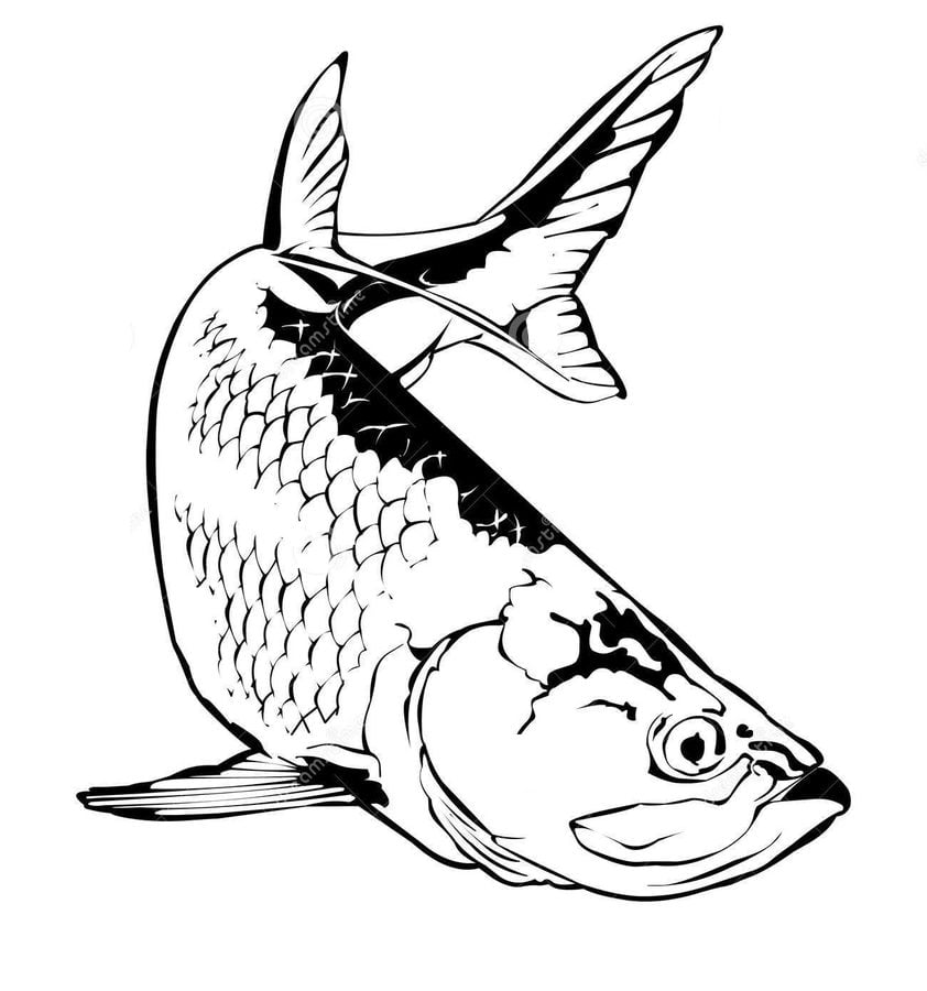 Coloring pages: Tarpon
