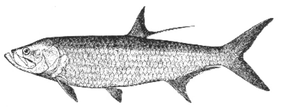 Coloring pages: Tarpon