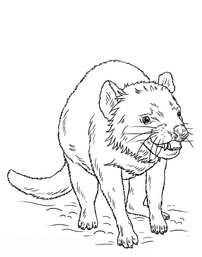 Coloring pages: Coloring pages: Tasmanian devil, printable for kids