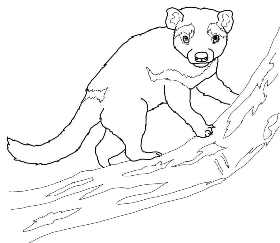 Coloring pages: Tasmanian devil