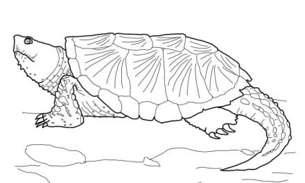 Disegni da colorare: Tartaruga palustre