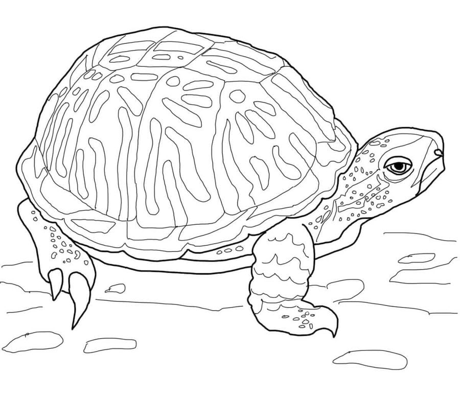 Ausmalbilder: Sumpfschildkröte