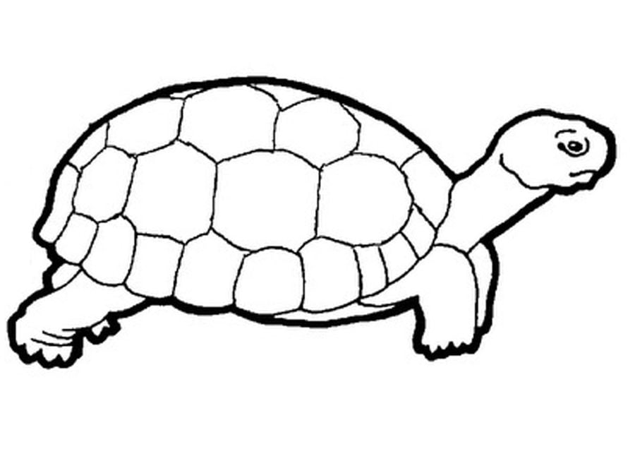 Ausmalbilder: Sumpfschildkröte