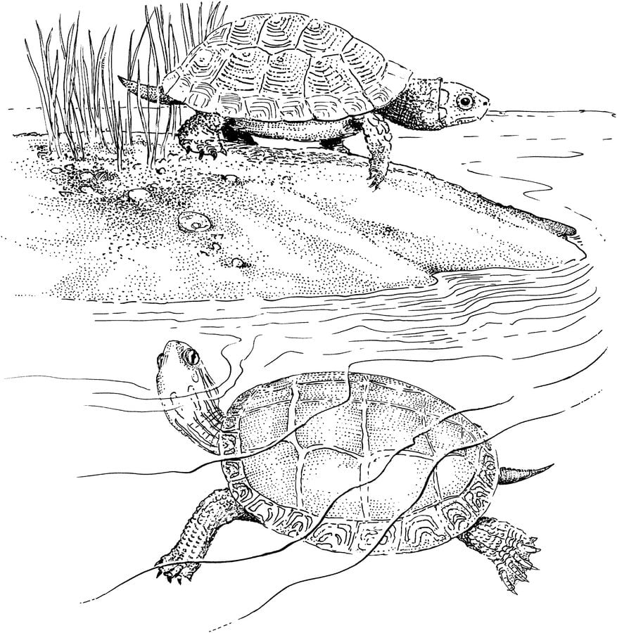 Coloring pages: Terrapin