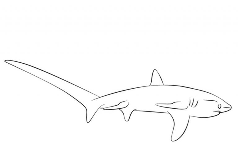Coloring Pages Thresher Shark Printable For Kids Adults Free