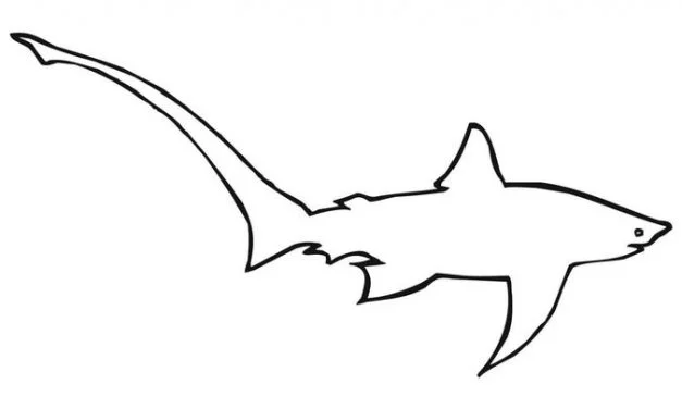 Coloring pages: Thresher shark