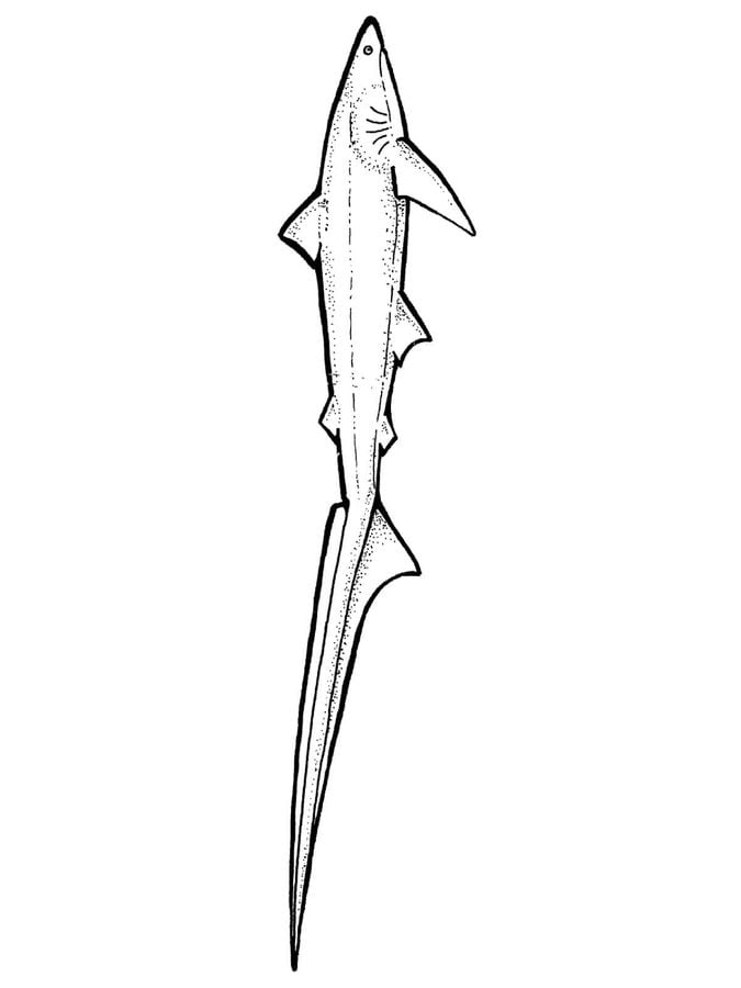 Coloring pages: Thresher shark, printable for kids & adults, free