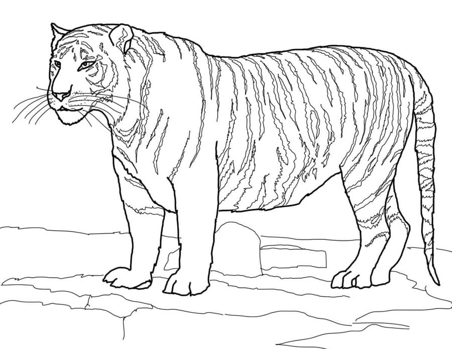 Disegni da colorare: Tigri