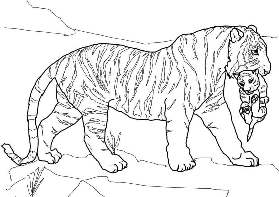 Coloring pages: Tiger