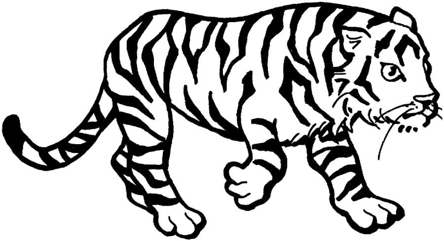Ausmalbilder: Tiger