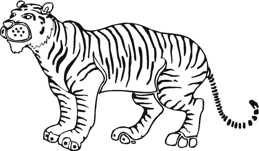 Ausmalbilder: Tiger