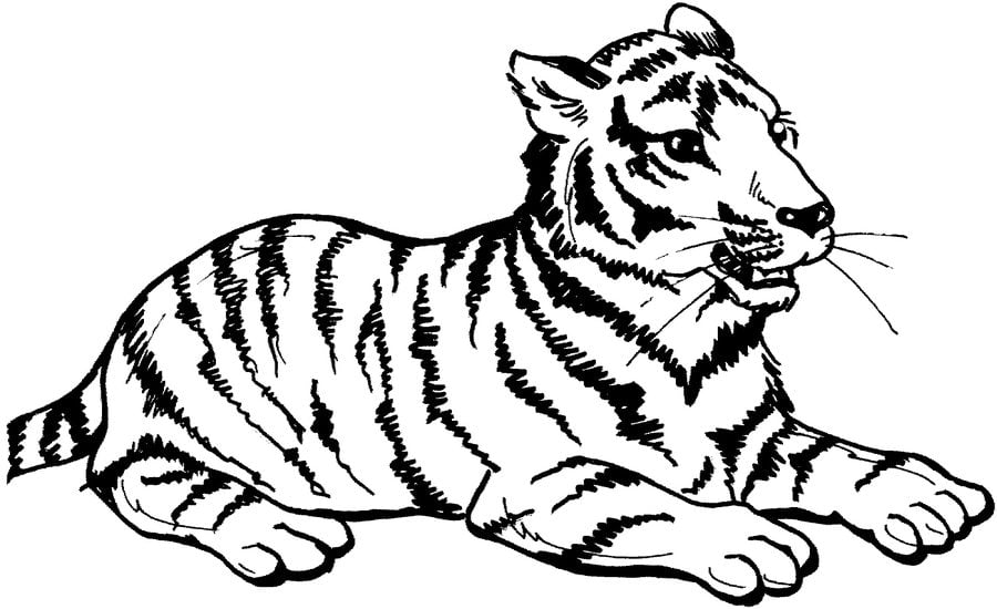 ausmalbilder tiger zum ausdrucken kostenlos für kinder