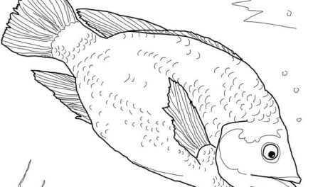 Coloring pages: Tilapia