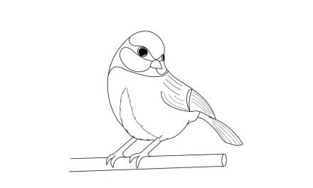 Coloring pages: Titmouse