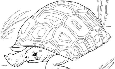 Ausmalbilder: Schildkröte
