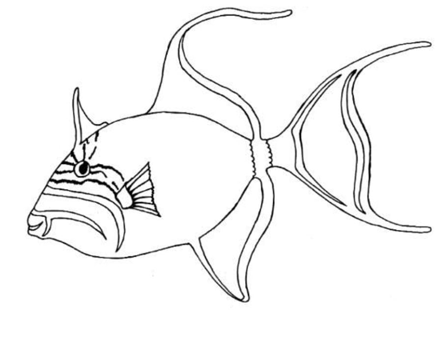 Disegni da colorare: Pesce balestra