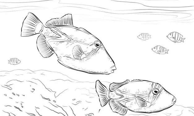 Coloring pages: Triggerfish