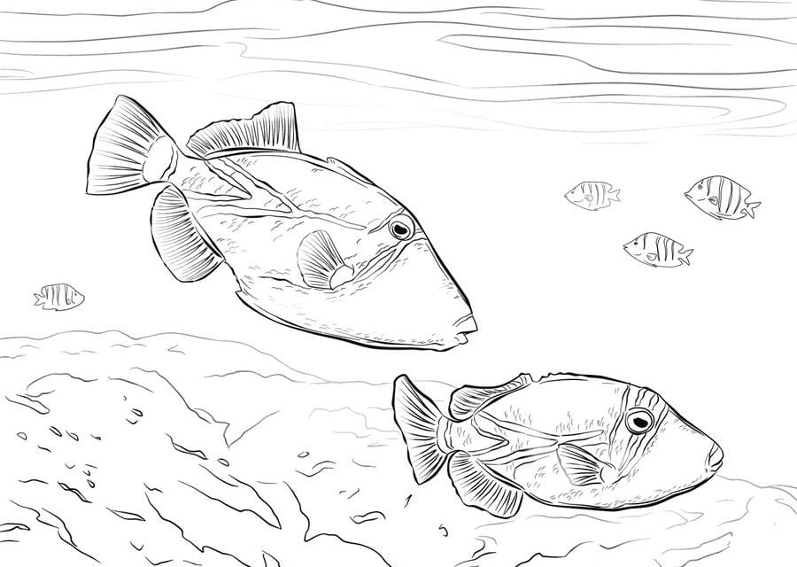 Disegni da colorare: Pesce balestra