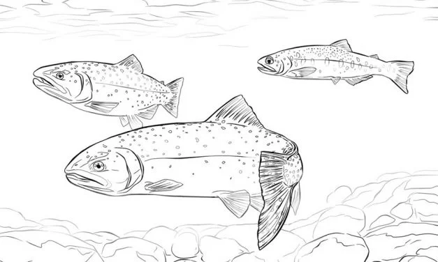 Coloring pages: Trouts