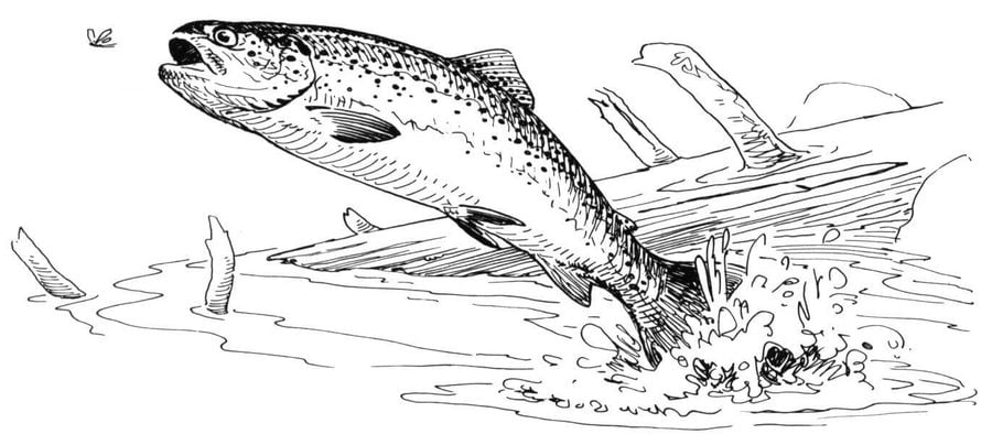Coloring pages: Trouts