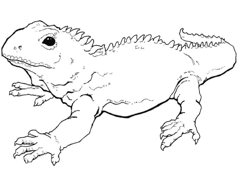 Coloring pages: Coloring pages: Tuatara, printable for kids & adults, free