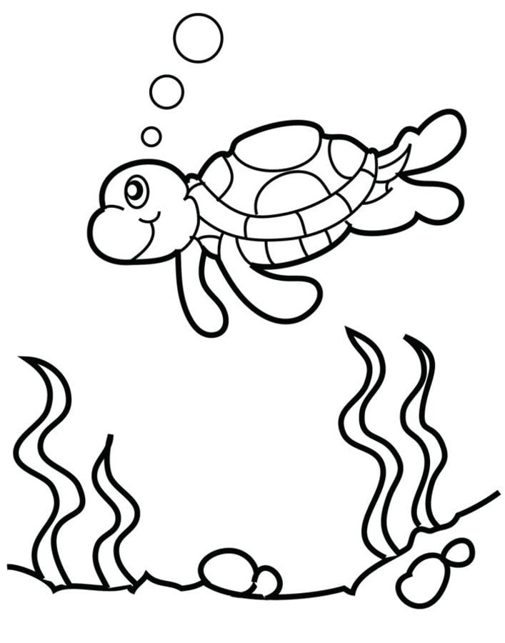 Dibujos para colorear: Tortugas imprimible, gratis, para los niños y los  adultos