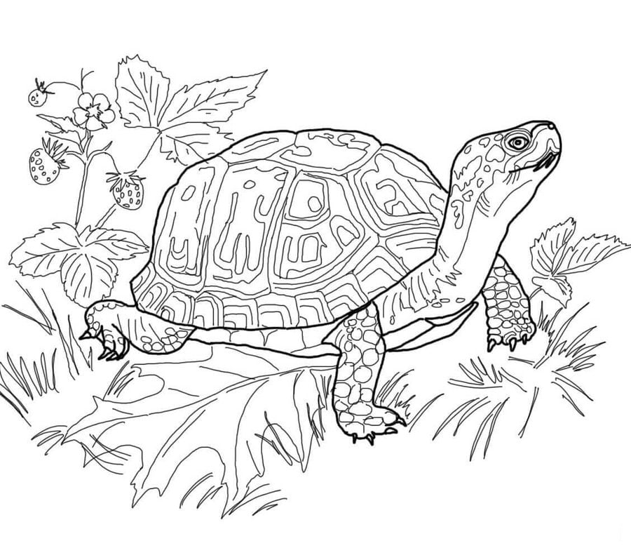 Coloriages: Tortues 85