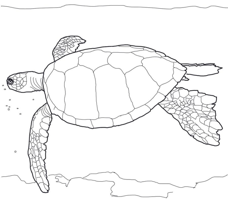 Ausmalbilder: Meeresschildkröten
