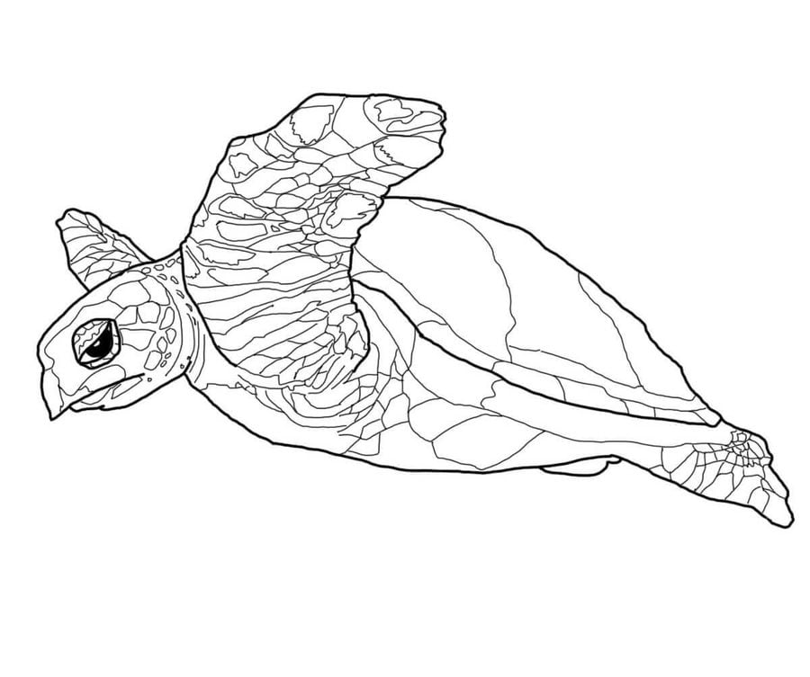Coloriages: Tortues 87