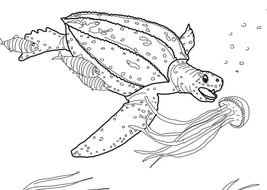 Ausmalbilder: Meeresschildkröten