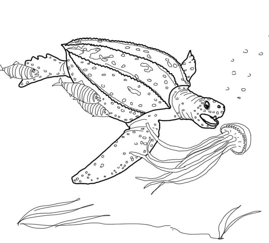 Coloriages: Tortues
