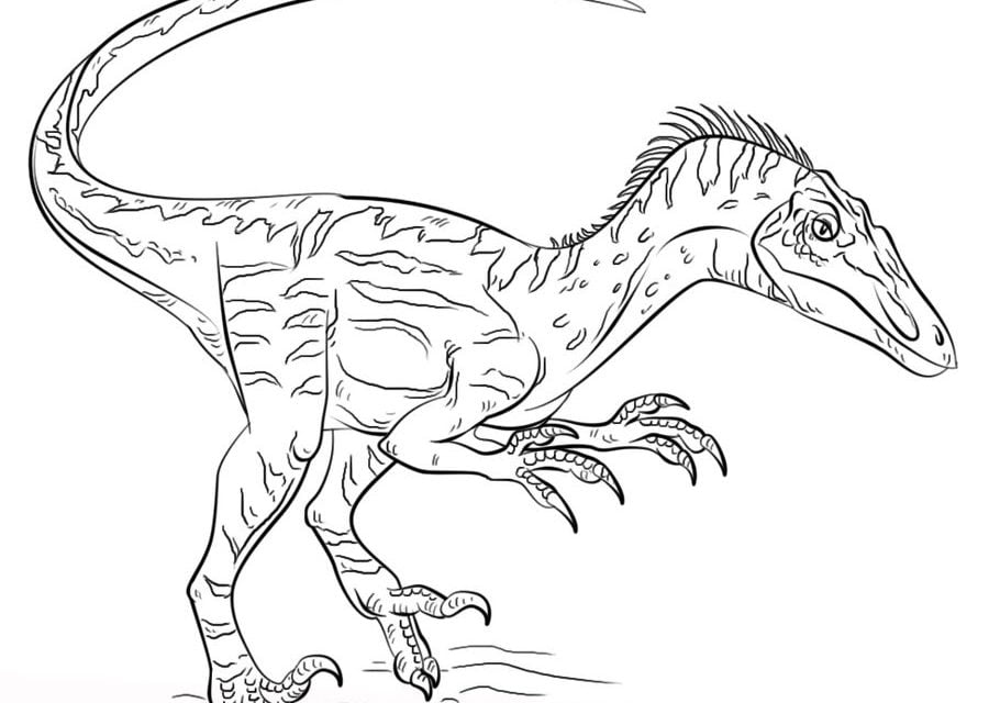 Kolorowanki: Welociraptor