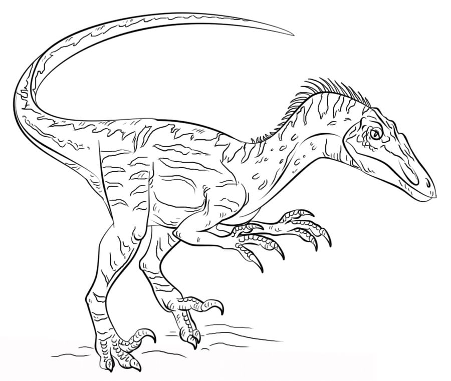 Ausmalbilder: Velociraptor